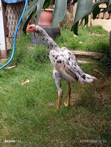 Frango índio puro