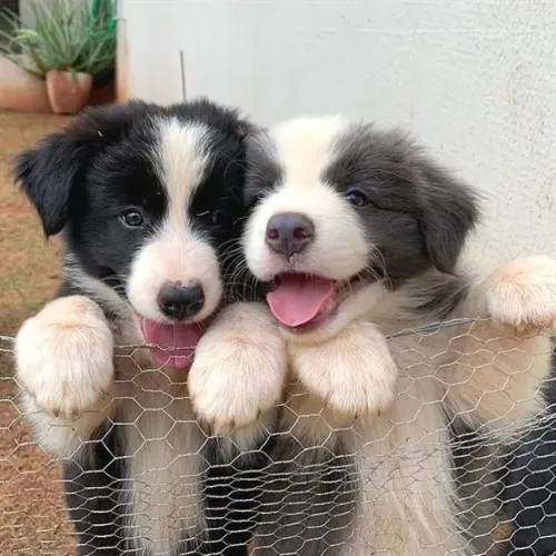Border Collie - Mini Patinhas Encantadoras 
