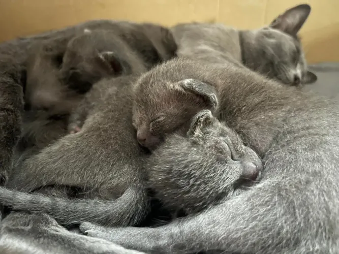Russian blue anti alérgica
