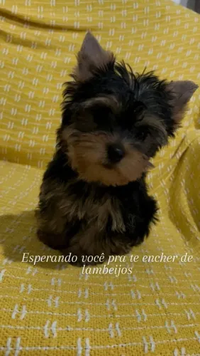 Vendo Yorkshire terrie