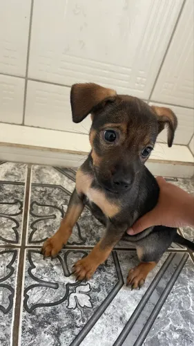 Doação de cachorra femea filhote
