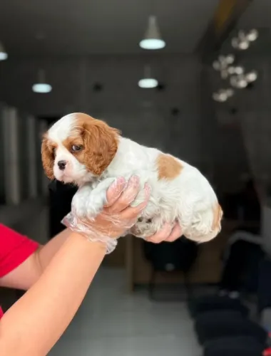 Cavalier King V10 Importada, Saúde Garantida e Contrato para uma Compra Segura