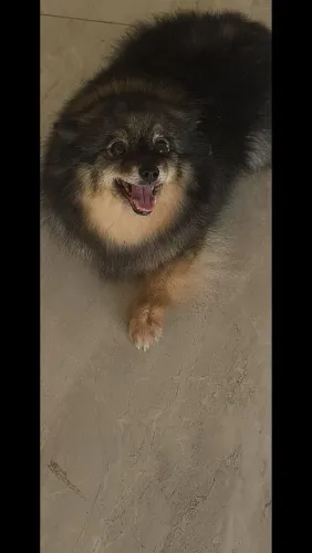 Spitz Alemão fêmea para doação