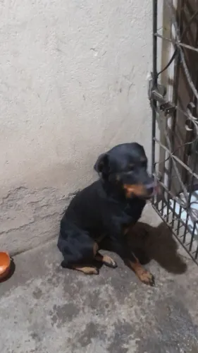 vendo rottweiler femea