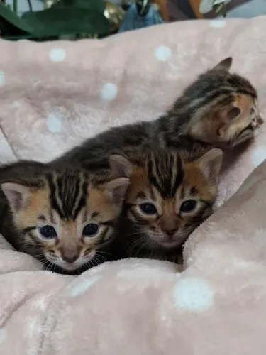 Gatos Bengal 