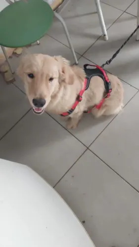 Estou vendendo um golden retriever