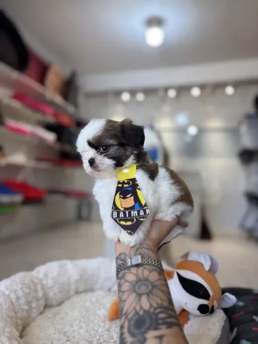 Shih Tzu Macho 10x R$160