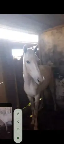 Vendo égua mansa de sela!