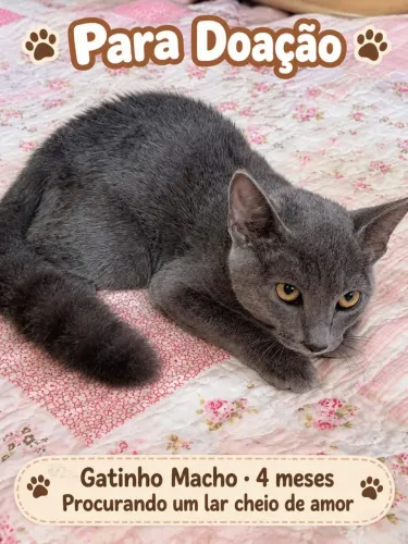 Adoção responsável gatinhos