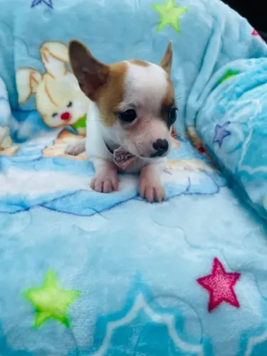 Filhote de pinscher machinho 