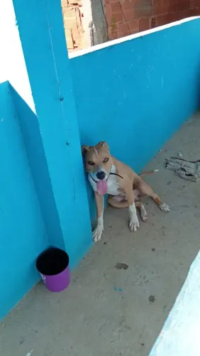 Vendo filhote de Pit Bull americano 