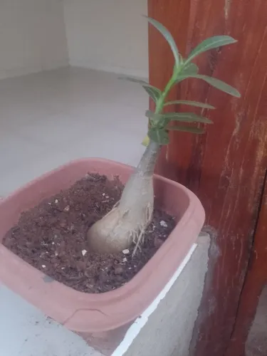 Rosa do Deserto
