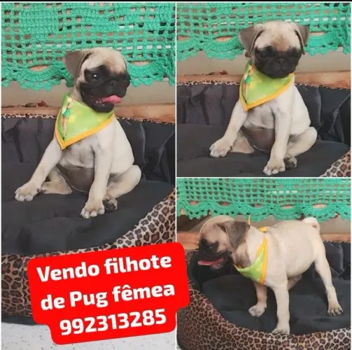 Vendo filhote de Pug fêmea
