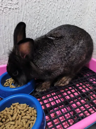 Coelho