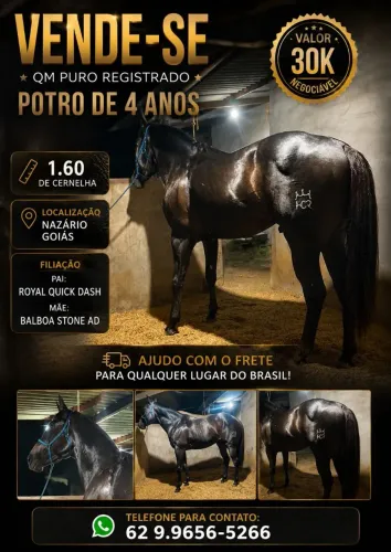 Potro Quarto de Milha Puro registrado