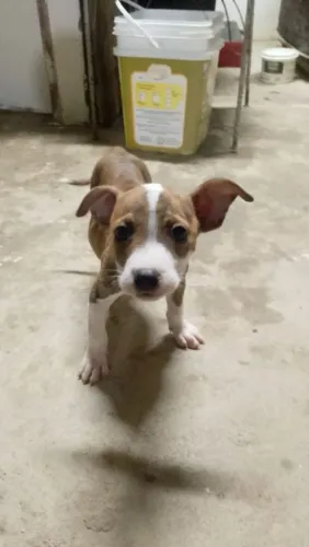 American Bull
