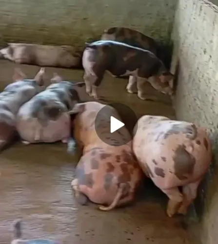 vendo leitosa 