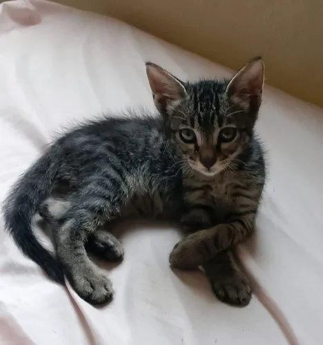 Gato filhote