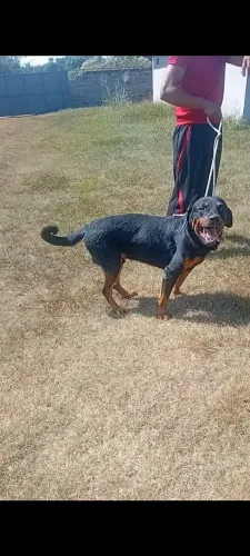 Rottweiler macho 1 ano é meio valor 600 reais.