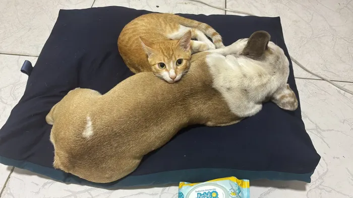 Buldogue Francês
