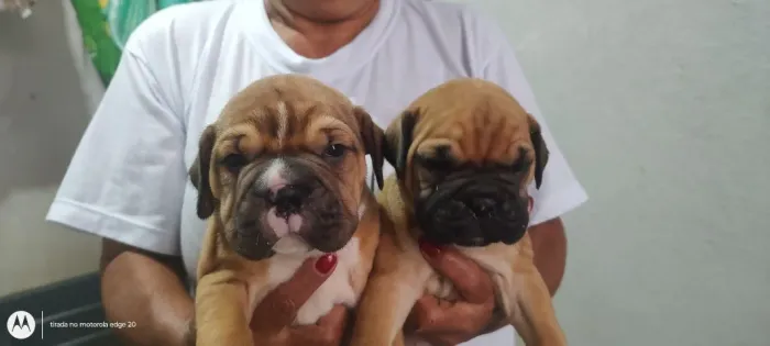 Filhotes de Boxer, Femeas Lindissimas -SP