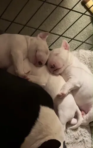 Filhotes de bull terrier
