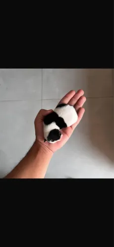 Pinscher zero machinho