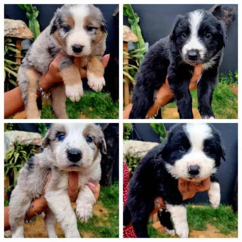 Lindos filhotes Border Colie