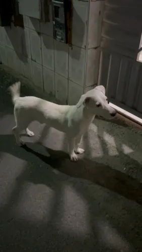 Cachorrinho para adoção responsável!
