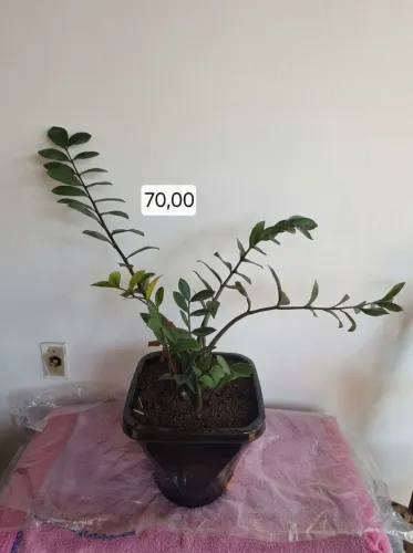 Planta Zamioculca