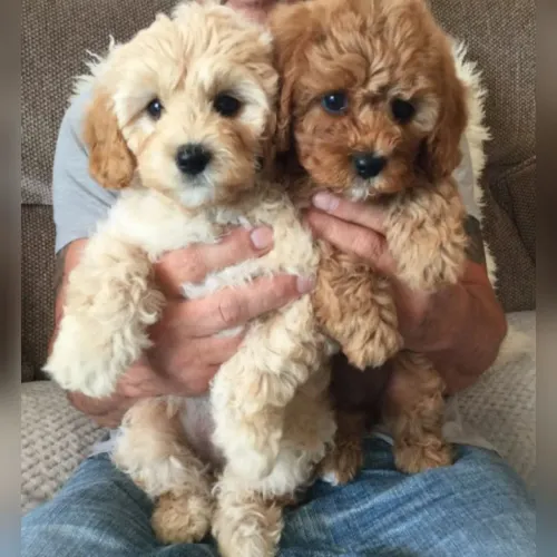 Poodle lindos filhotes