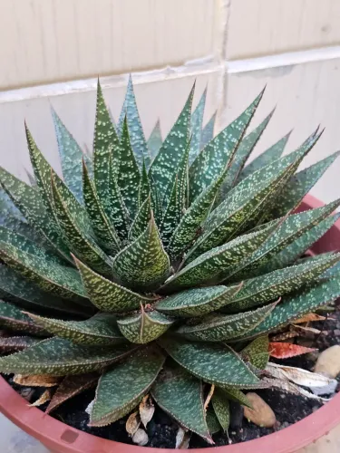Troco plantas suculentas por plantas de jardim