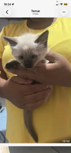 Doação de 4 gatinhos filhotes