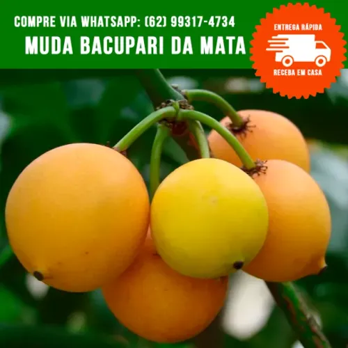 Muda de Bacupari 