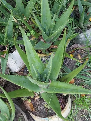 BABOSA MEDICINAL