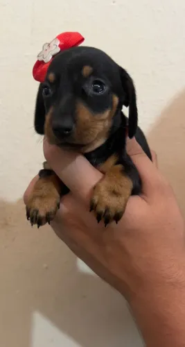 Filhote de Dachshund - Ideal para Família