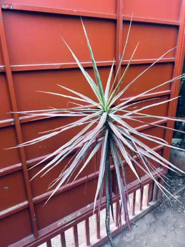 Dracaena Marginata Tricolor - 1,60m de altura