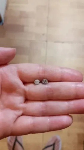 Brincos delicados de patinha