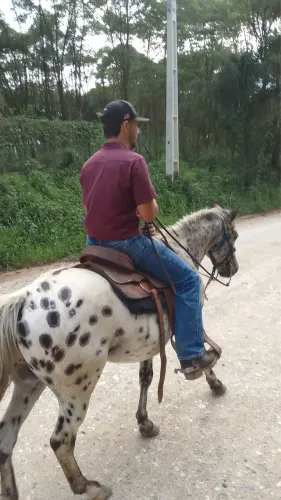 Cavalo appaloosa