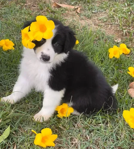 Filhote Border Collie triunfo kennel