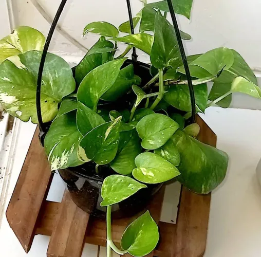 Vendo planta jibóia