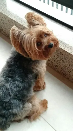 Filhote de Yorkshire Terrier