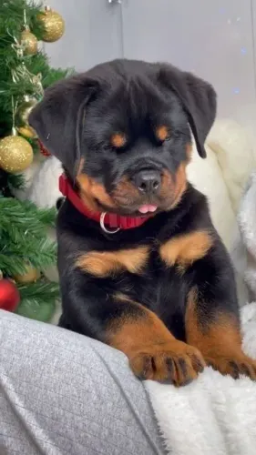 Filhote de Rottweiler! O mais Top , qualidade sempre 