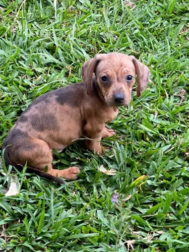 Basset cofap fêmea disponível