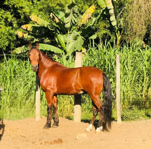 cavalo manga larga machador