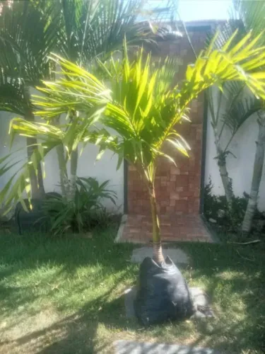 Palmeira Havai e rabo de raposa