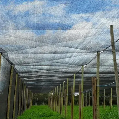  Tela Medida de 1,50 X 50M Sombreamento Sombrite 50% Horta Garagem Proteção Pergolado 