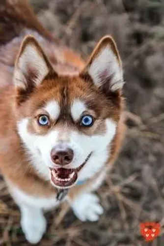Husky Siberiano filhote lindo como uma pintura antiga
