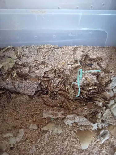  Só tenebras gigantes 