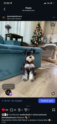 Schnauzer miniatura